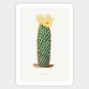 Hedgehog Cactus (Mammillaria Erecta) from Iconographie descriptive des cactées by Charles Antoine Lemaire (1801–1871). Sticker